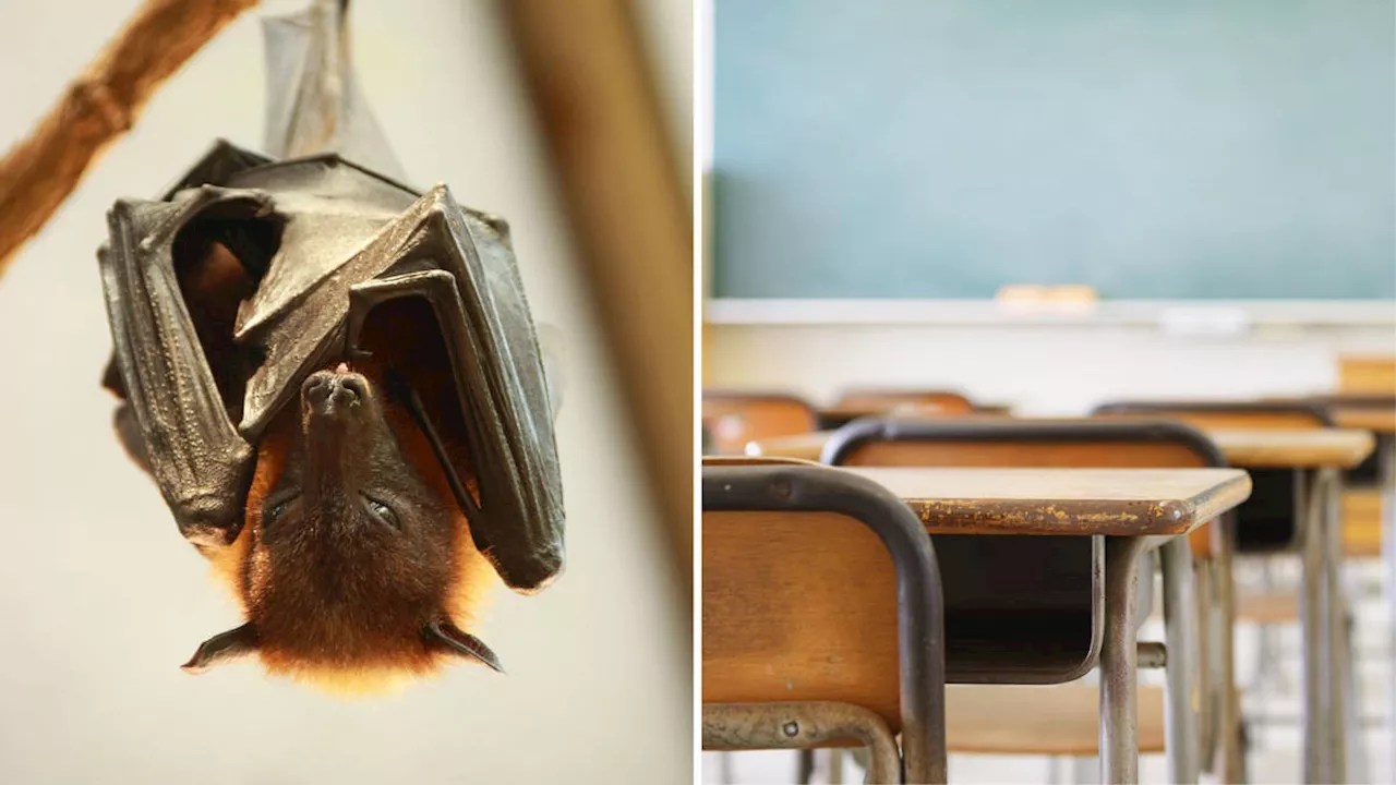 Teacher Dies After Bat Bite in Classroom Likely Spreads Rabies