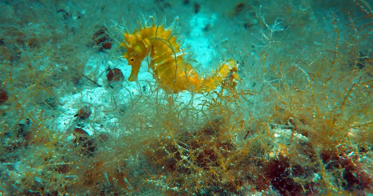 Pourquoi les hippocampes du Bassin d’Arcachon sont-ils observés depuis plus de dix ans ?