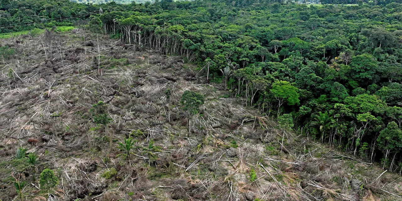 Déforestation : la stratégie perdante de Manfred Weber