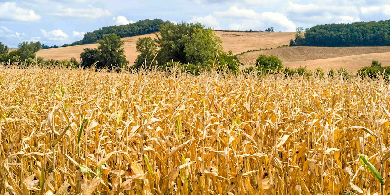 Serge Zaka : « Il va falloir abandonner certaines cultures agricoles »