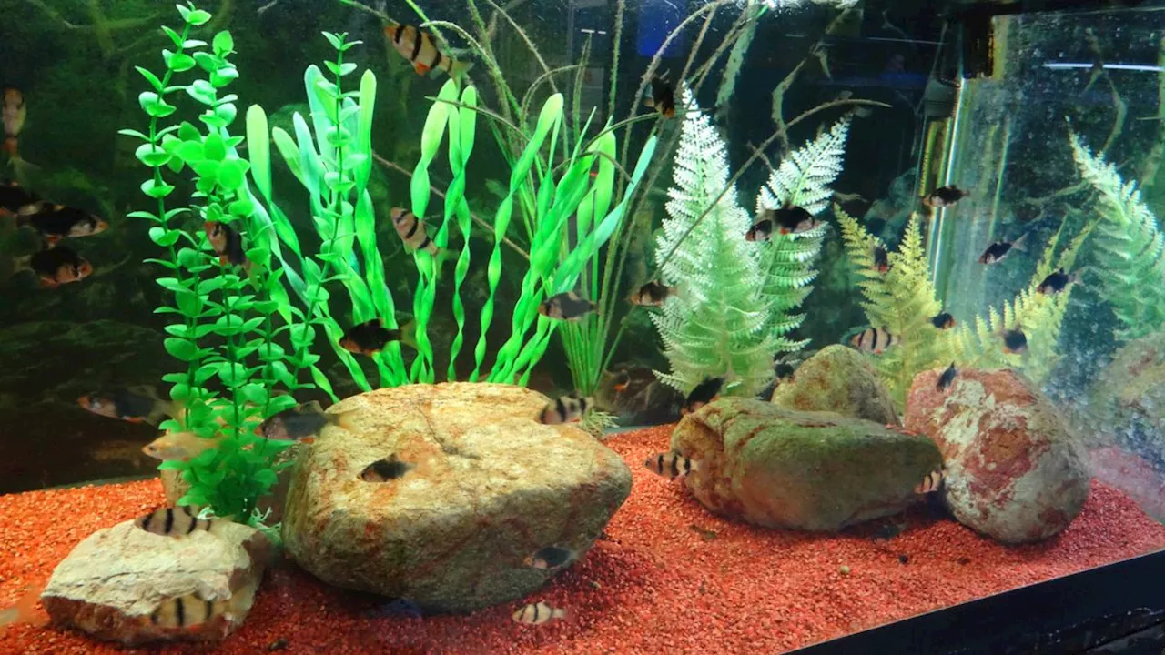 Diagnostic dilemma: A woman cleaned her fish tank and ended up in the hospital