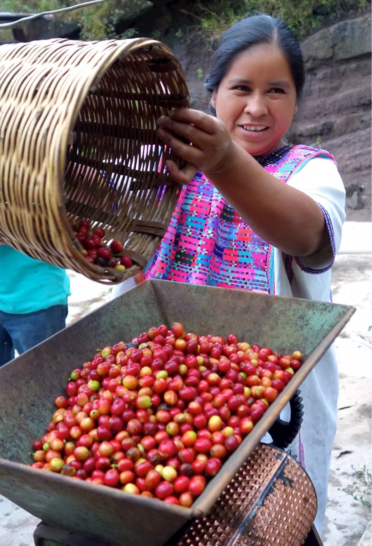 Coffee prices will probably stay high due to the drought in Brazil