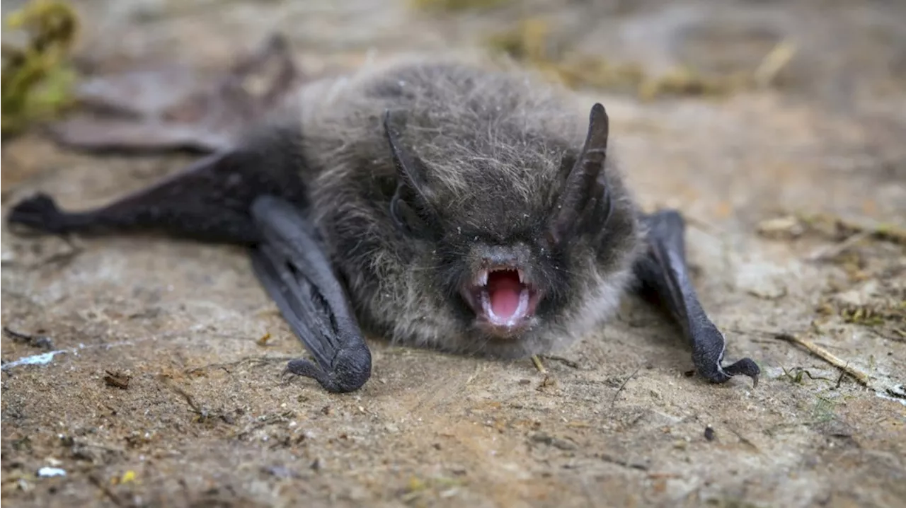 California teacher dies after she was bitten by a bat inside a classroom