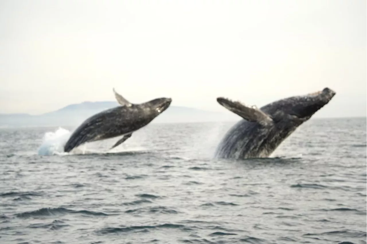 Leaping humpbacks, unseasonal blue whales, dolphin super pods offering action on California coast