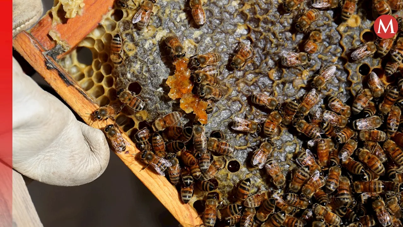 Apicultura en La Laguna registra pérdida de más de 2 mil colmenas