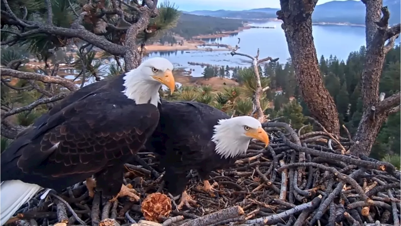 The beloved Big Bear eagles were seen ‘nestoring' their stick-filled aerie