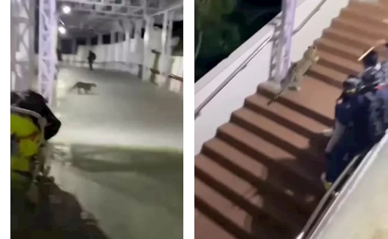 A Leopard's Visit to Mata Vaishno Devi Shrine Goes Viral