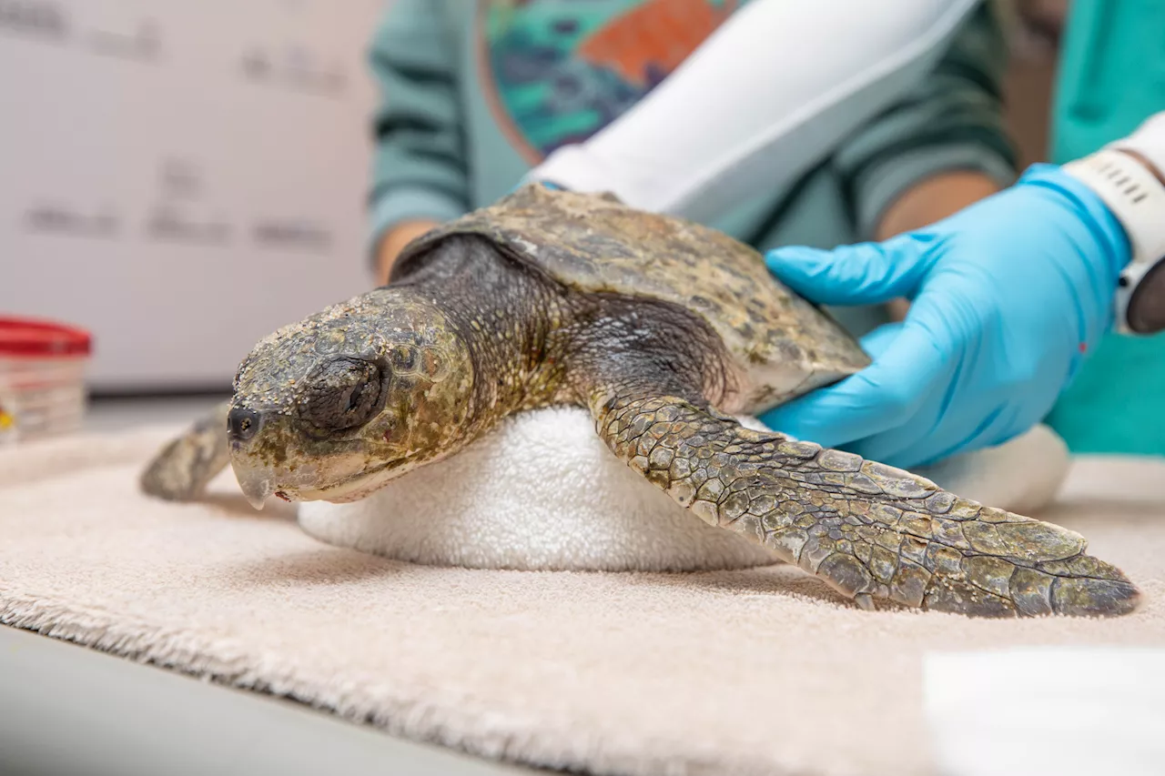 Global warming fills New England waters with death traps for sea turtles