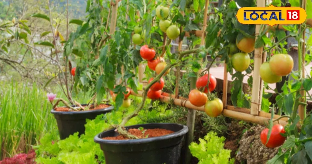 Roof Gardening: रूफ गार्डन में इन सब्जियों की करें खेती, जानें आसान तरीका, बंपर होगी पैदावार