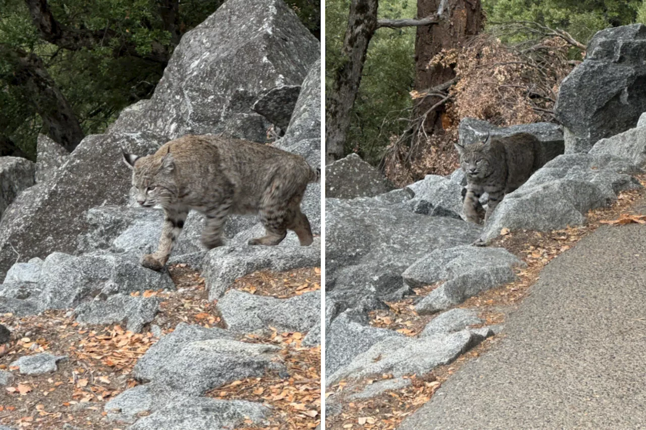 Yosemite Hiker Has Amazing Encounter as Wild Animal 'Walked Right Up to Us'