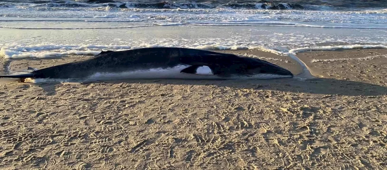 Whale in poor health euthanized after becoming beached at the Jersey Shore