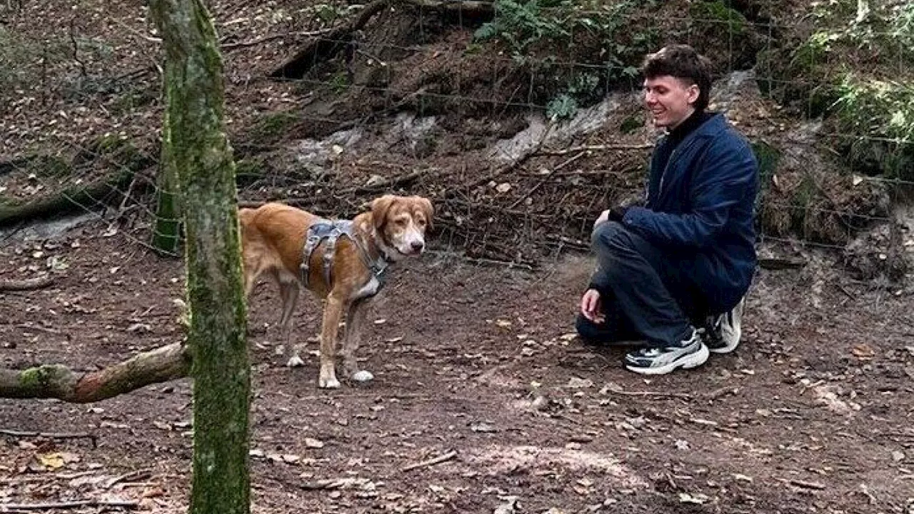 Hollabrunn: Grüner Gemeinderat Cermak möchte ein 'Hundewald'-Projekt einführen