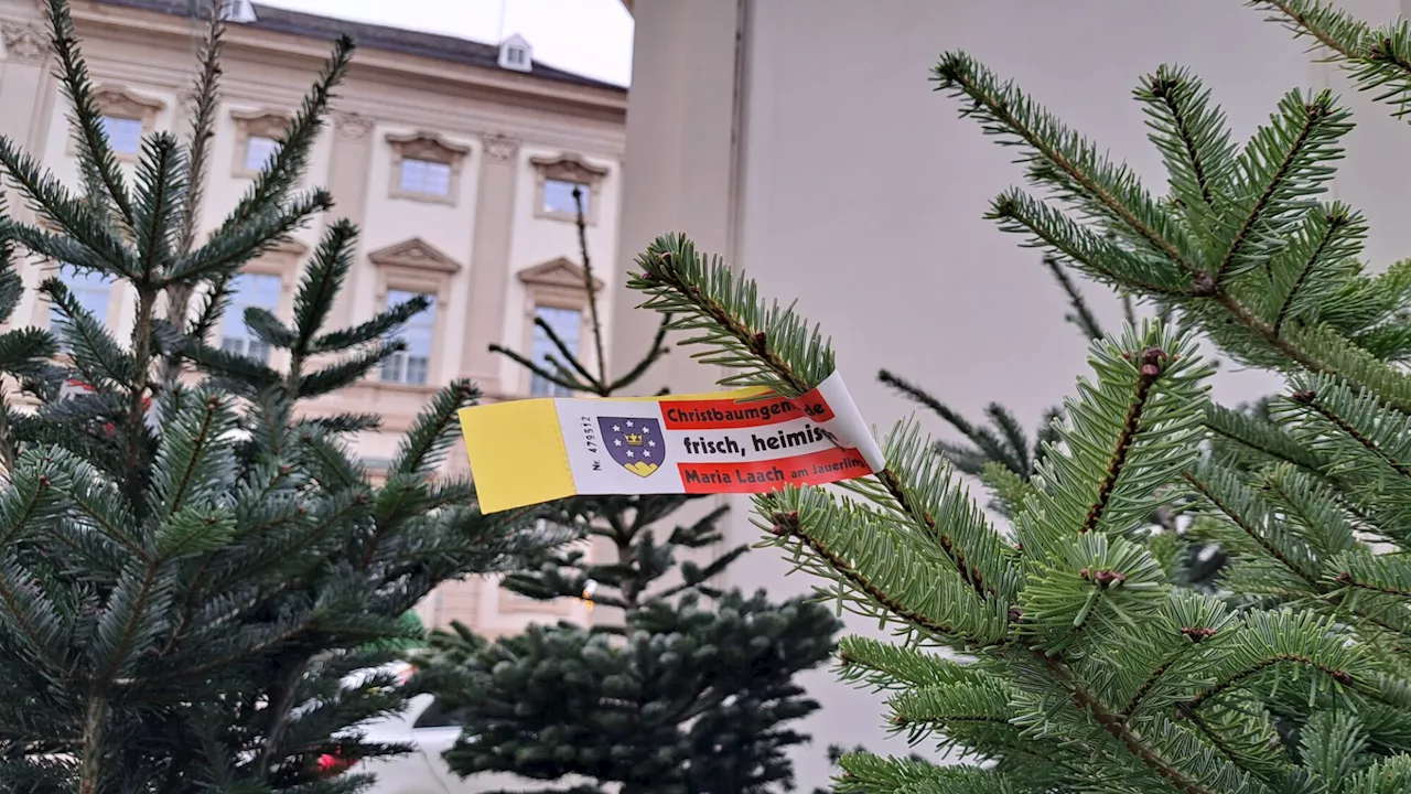 NÖN.at Empfiehlt Cookie-Erlaubnis Für Regionale Inhalte