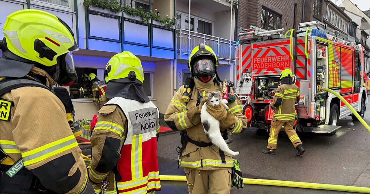 Zimmerbrand in Paderborn: Feuerwehr rettet Menschen und Katzen