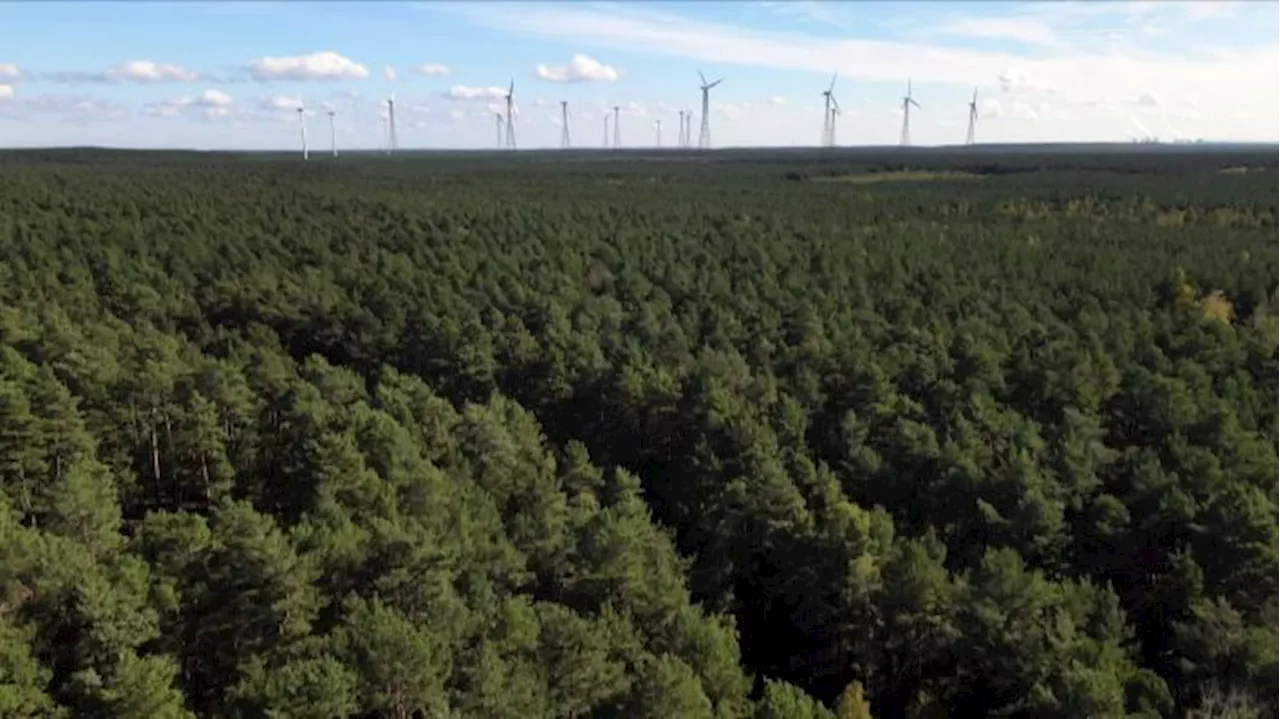 Spremberg Streitet über weitere Windräder in Stadtwald