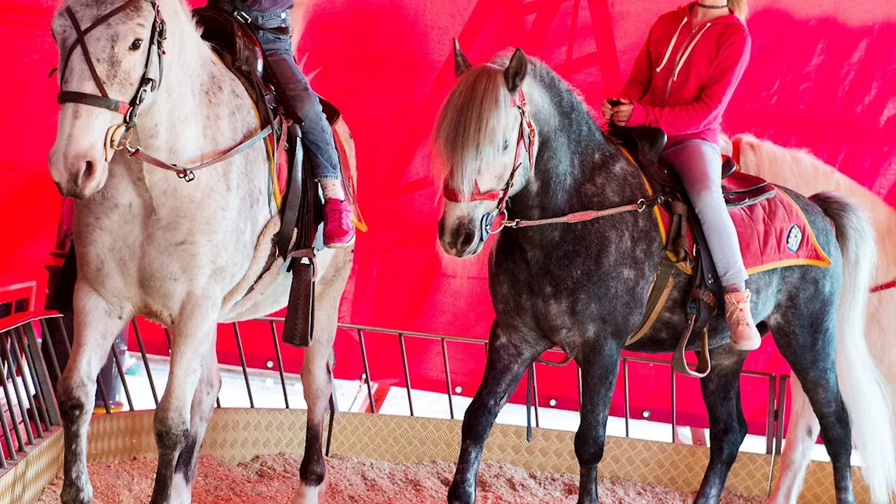 Aus für Pony-Karussell auf Hamburger Dom - Tierschützer setzen sich durch