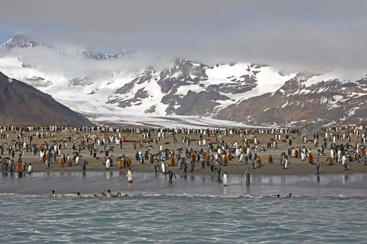 Can Antarctic Wildlife Survive Another Deadly Bird Flu Season?