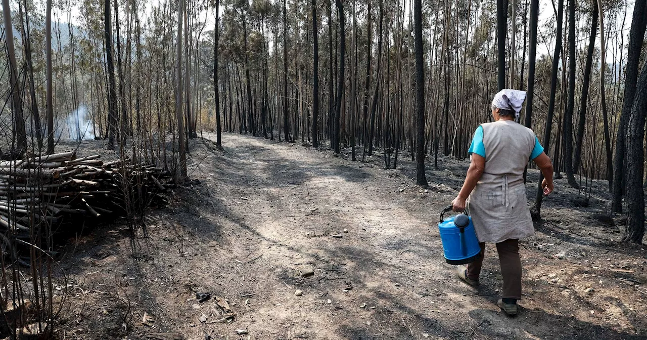 Detido suspeito de ter ateado um dos maiores incêndios deste verão