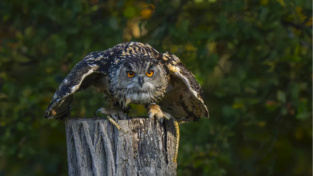 Wo Sumpfohreule und Rotmilan aufgepäppelt werden: Ist die Wildvogelstation im Wuhletal in Gefahr?