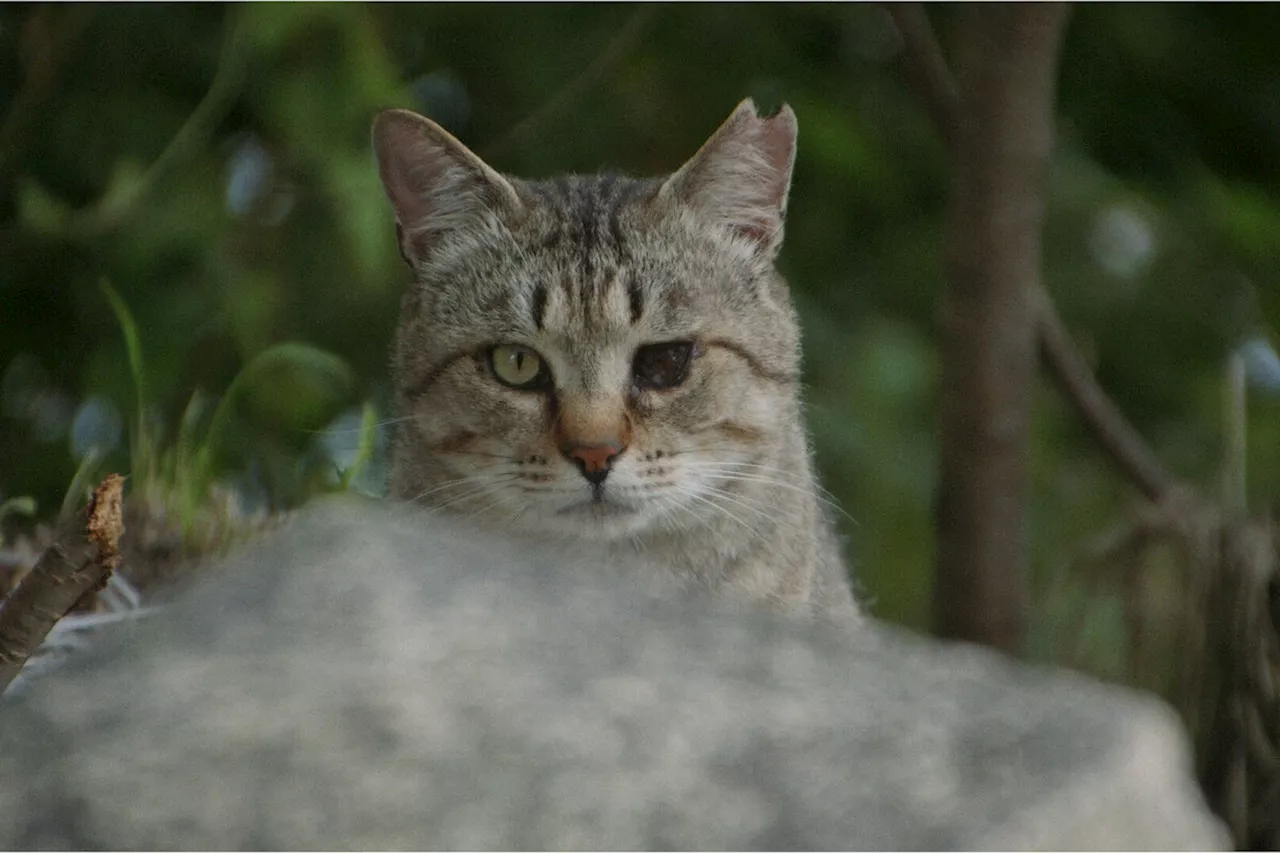 Film „Die Katzen vom Gokogu-Schrein“: Den Katzendreck räumen die Menschen weg