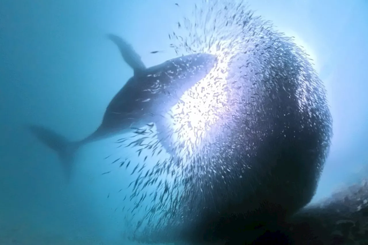 Diver Captures Humpback Whales and Sea Lions on Camera During Unusual Underwater Adventure