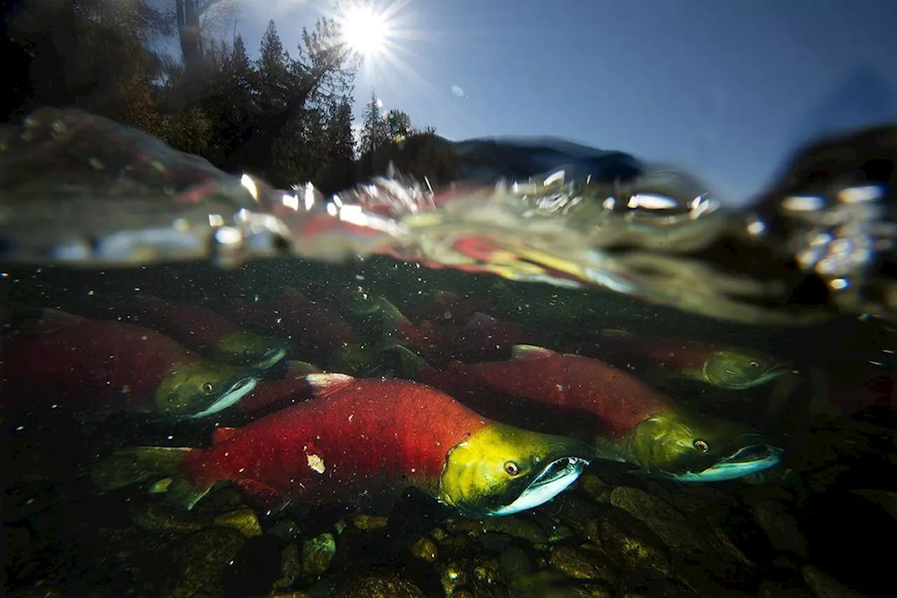 Vancouver Island salmon return 'one of the best in 20 years'