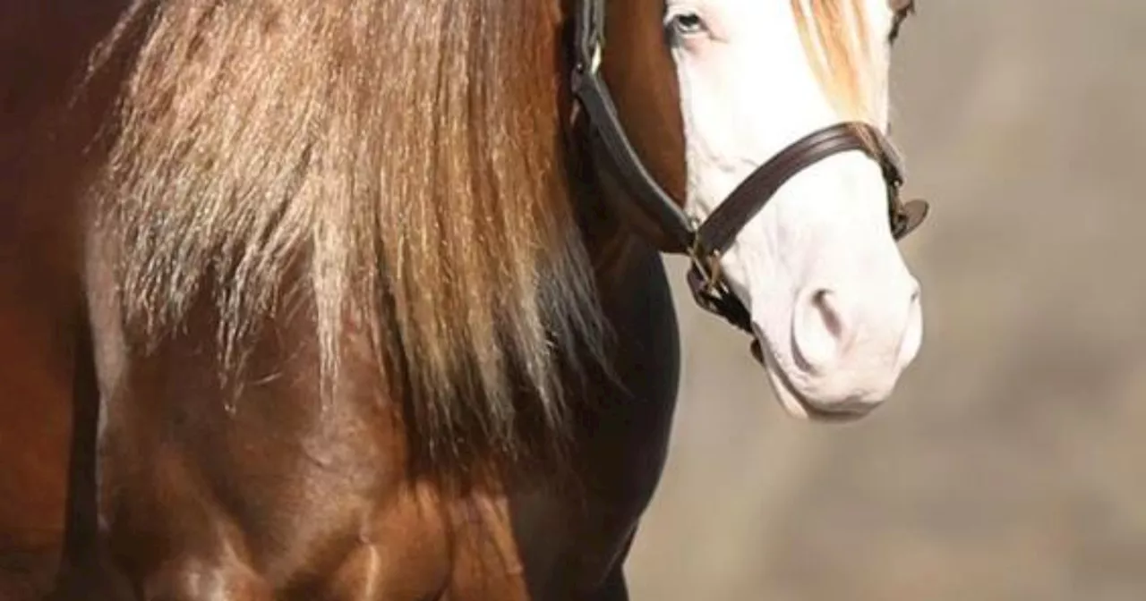 Cavalo bate recorde nacional após leilão e é avaliado em R$ 160 milhões