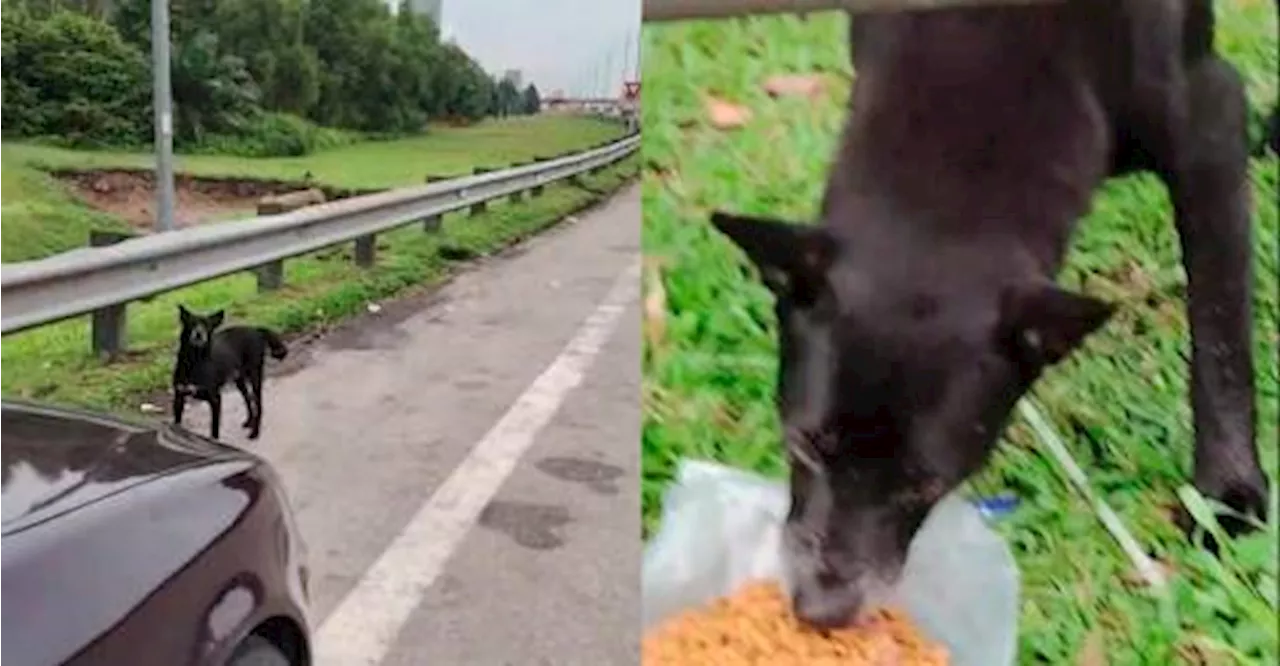 Kind-hearted Malay woman feeds stray dog along highway