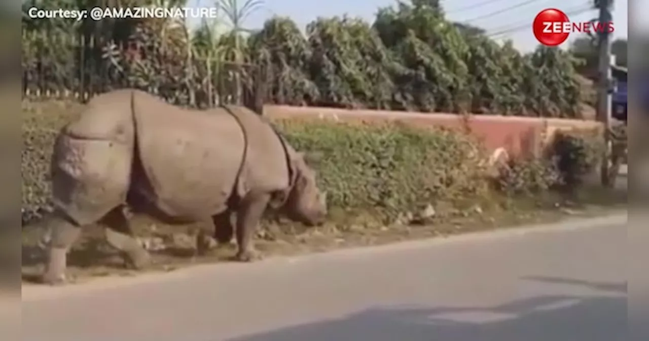 सड़क किनारे चैन से सो रहा था कुत्ता, अचानक से गैंडे ने कर दिया धप्पा, वीडियो में देखें गजब का सीन