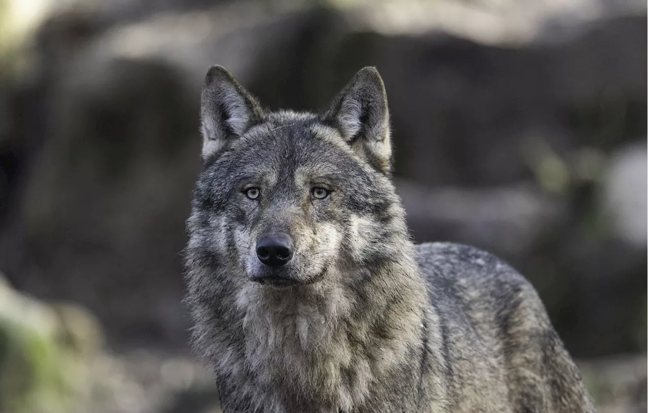 Aveyron : Les loups de moins en moins protégés, les associations écologistes s’inquiètent