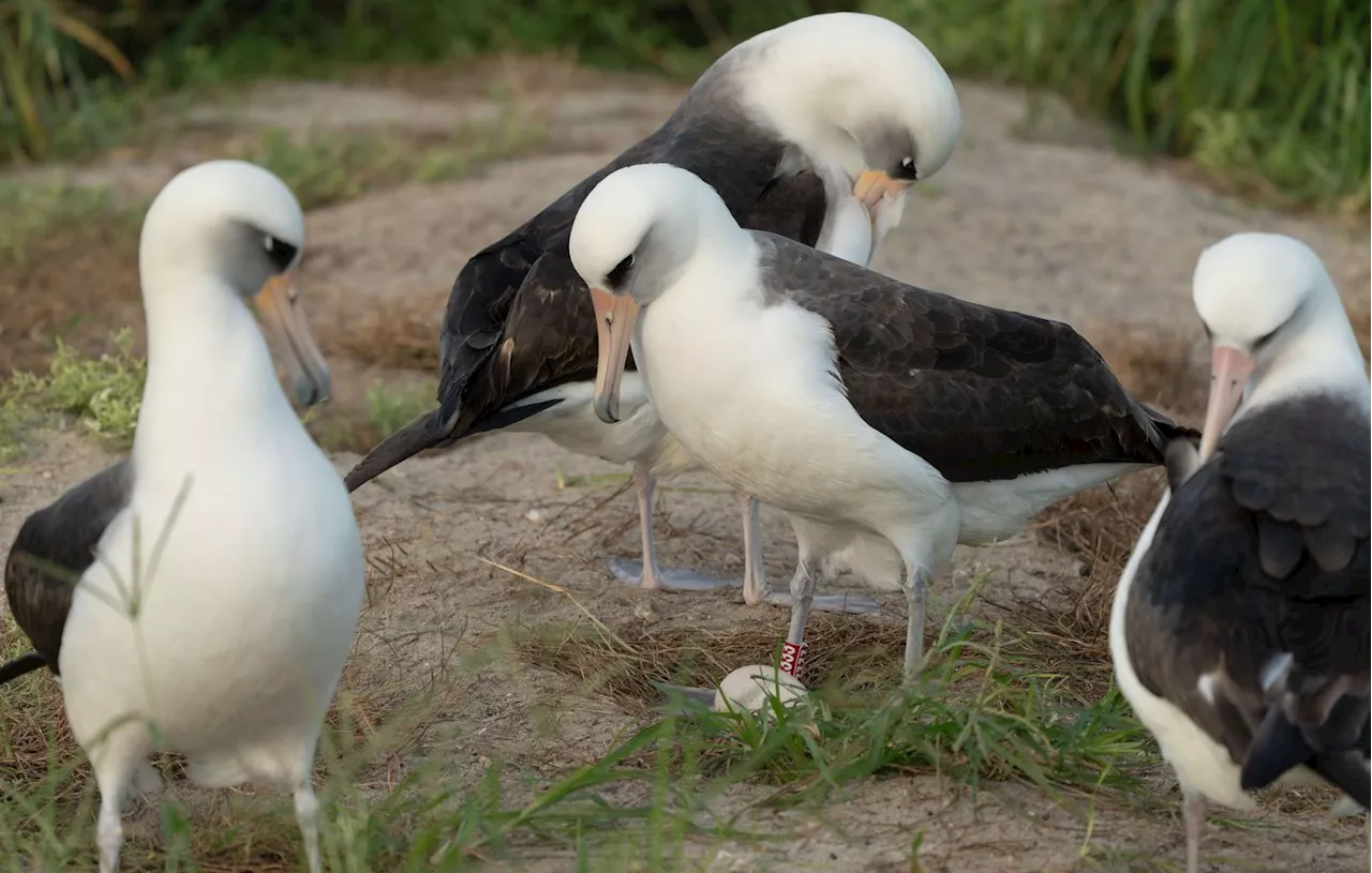 États-Unis : À 74 ans, le plus vieil oiseau sauvage du monde vient de pondre un nouvel œuf