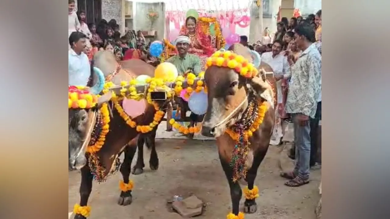 शादी के मंडप में दुल्हन ने बैलगाड़ी से की एंट्री... बारातियों ने देखा तो बजाने लगे तालियां, Video