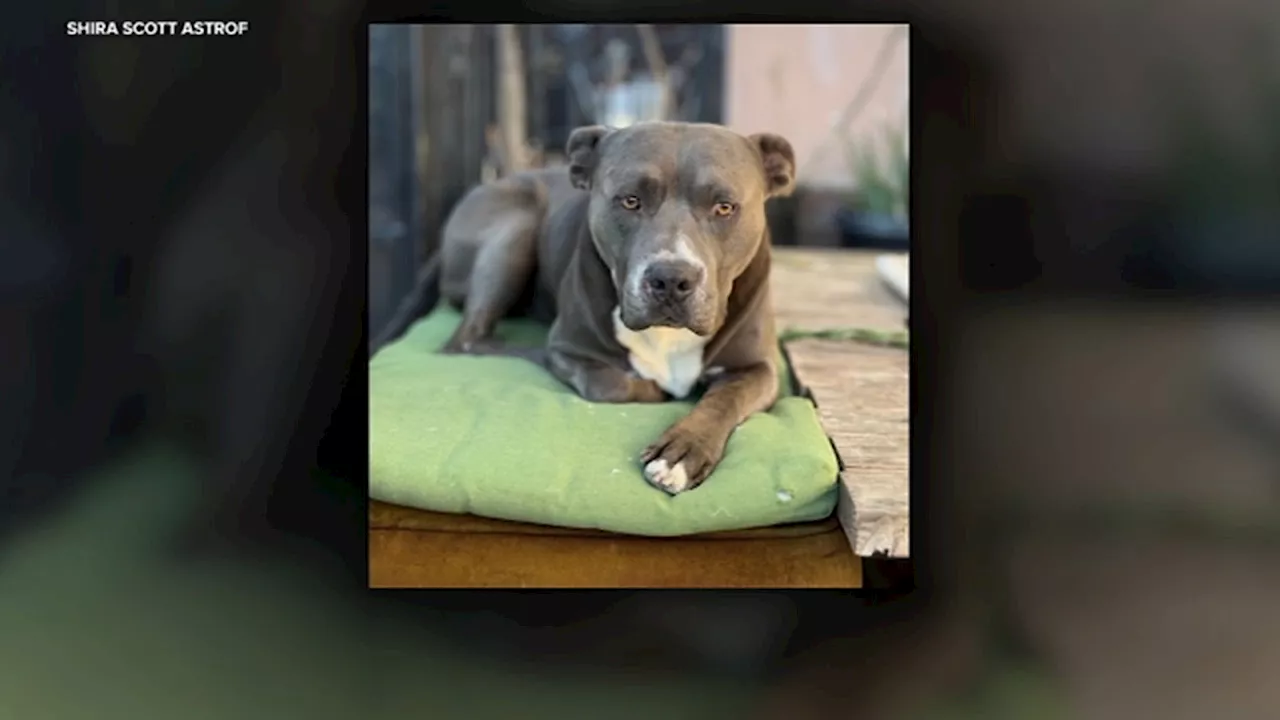 Judge rules Burbank dog who bit neighbor will return to owners, won't be euthanized