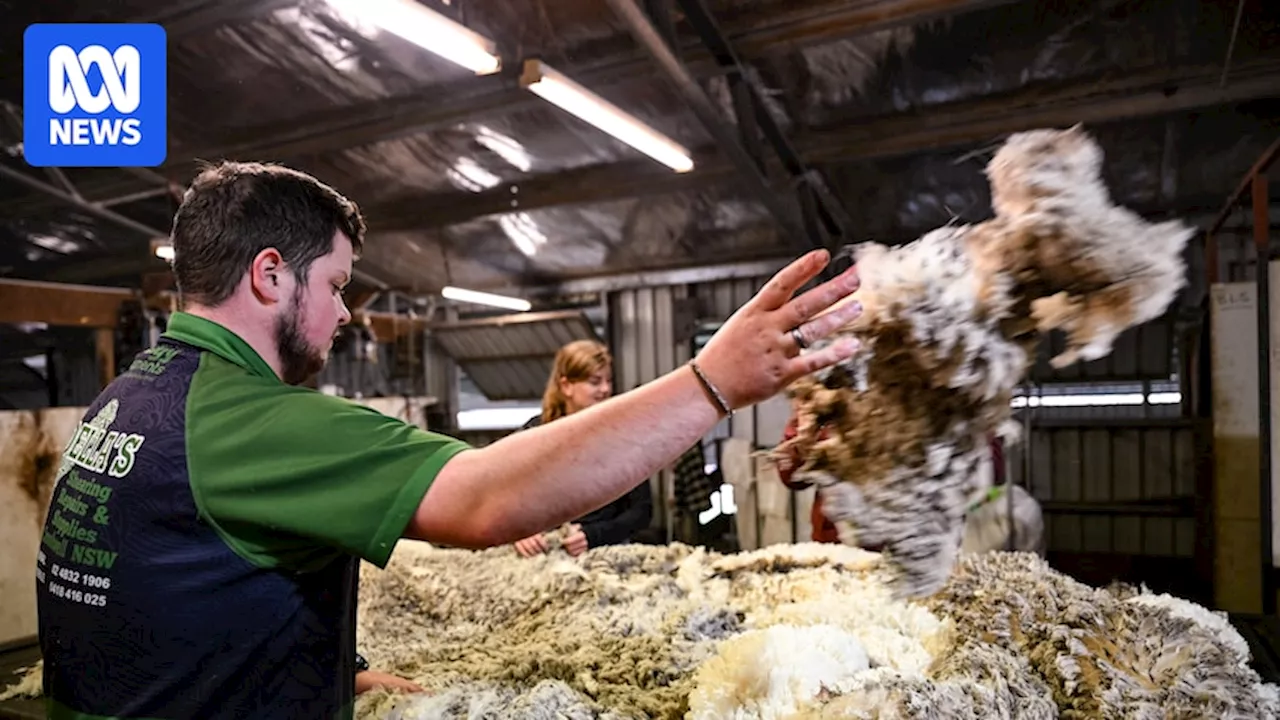 Hopes renewable-powered Blackall Woolscour project will revive Australian wool processing