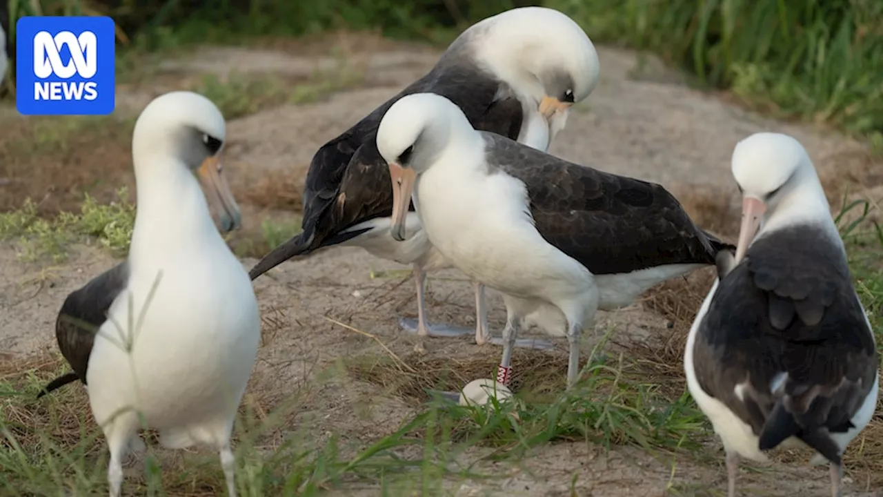 Wisdom the Laysan albatross lays new egg at 74 years old after finding new mate