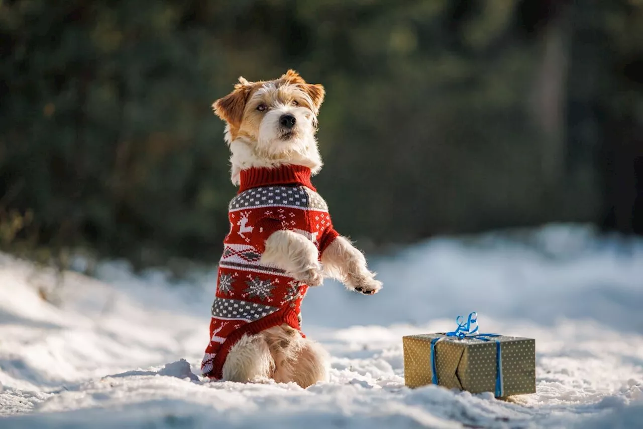 Cinq pulls de Noël pour chien en promo : offrez à votre compagnon canin un pull festif