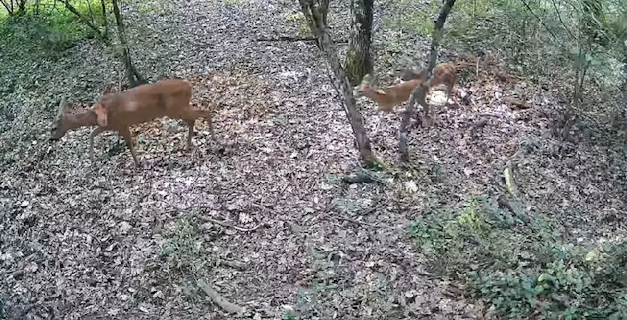 In angolo bosco orvietano un ritrovo della fauna selvatica