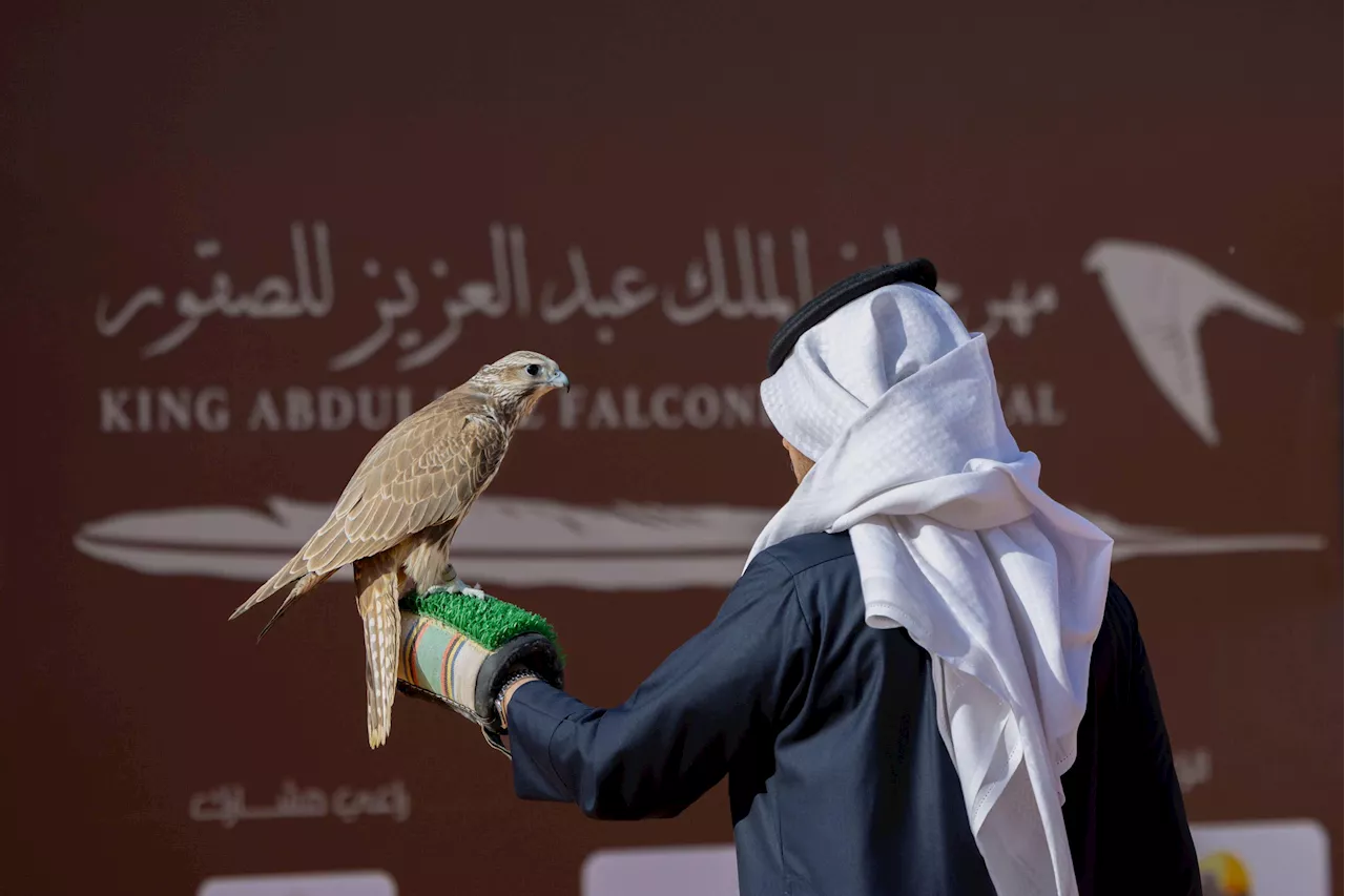 المُلاك المحليون يتنافسون بـ 346 صقرًا في اليوم الثالث لمهرجان الصقور