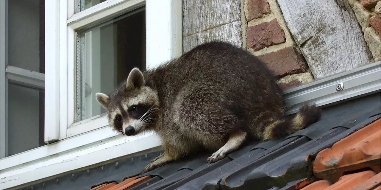 100 Sichtungen in drei Jahren: Waschbär-Alarm in Basel