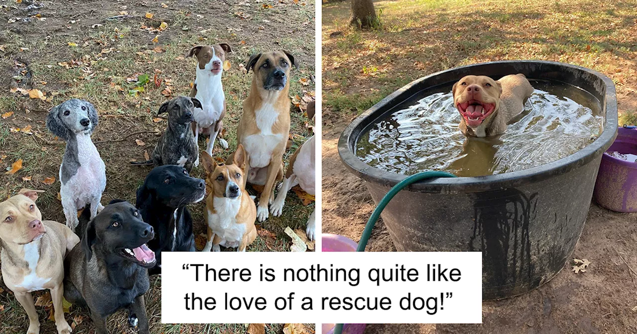 12 Dogs And Counting: This Couple Turned Their Home Into A Sanctuary For Strays