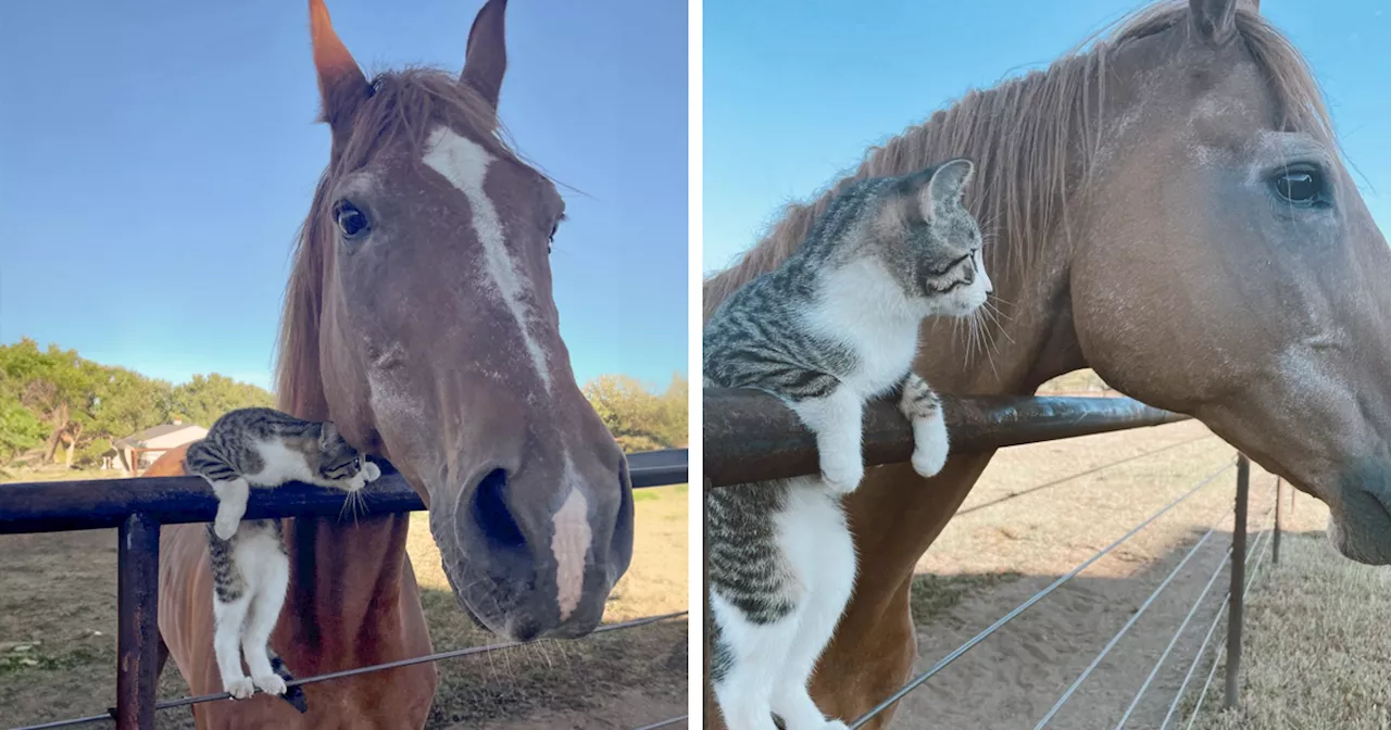 Adorable Peaches Forms Unlikely Friendship with Milo