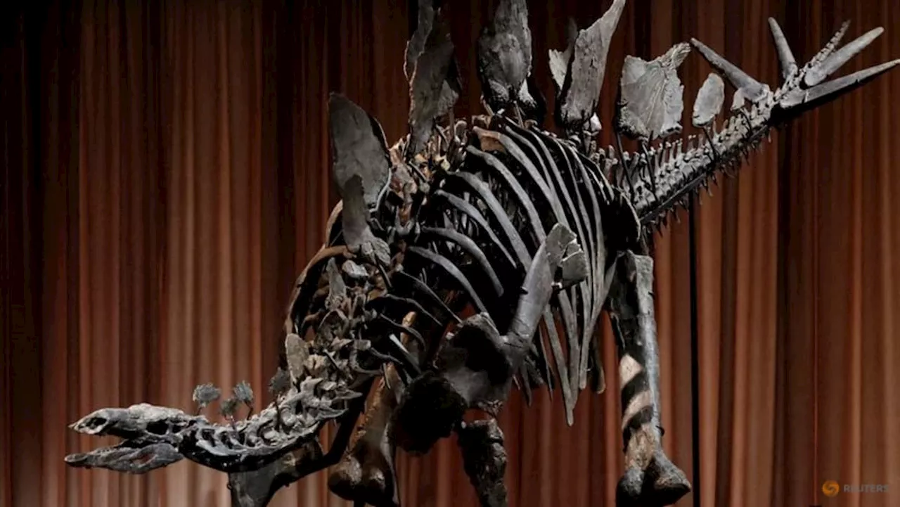 Stegosaurus Fossil Apex Unveiled at American Museum of Natural History