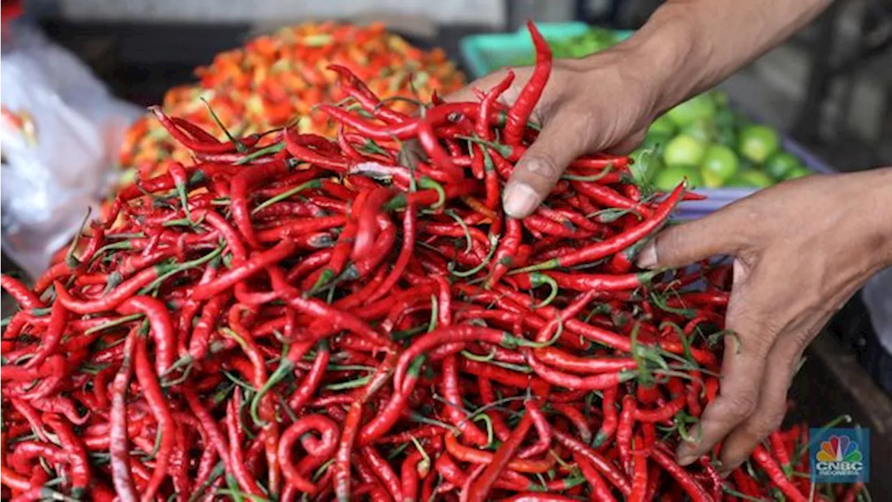 Kisah Nelangsa Petani Cabai Merah, Harga Pernah Cuma Rp1.500/ Kg