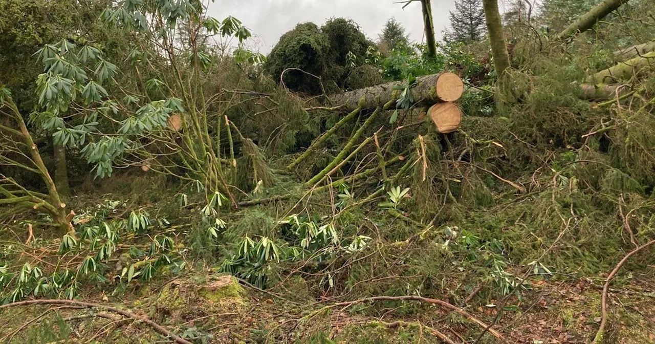 Storm Darragh set to hit Dumfries and Galloway as amber weather warning issued