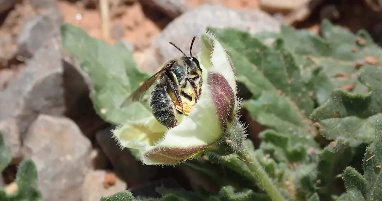 New, blue bee found by researchers in Texas and Oklahoma