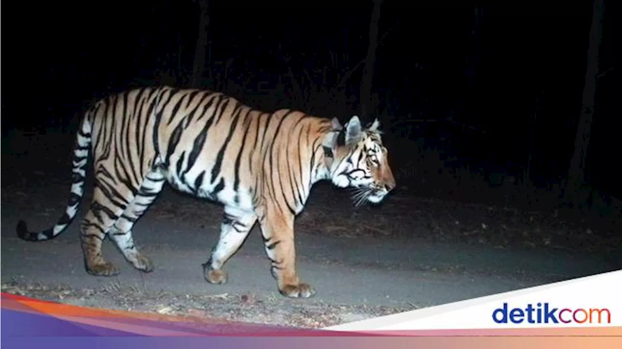 Harimau di India Semakin Meningkat dan Banyak Muncul di Pegunungan, Apa Penyebabnya?