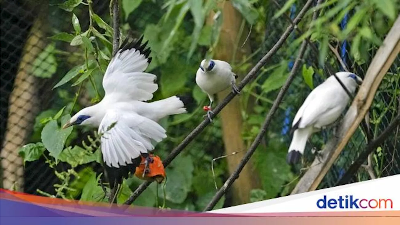 Peneliti Identifikasi Ciri Fisik Burung yang Rentan Punah, Apa Saja?