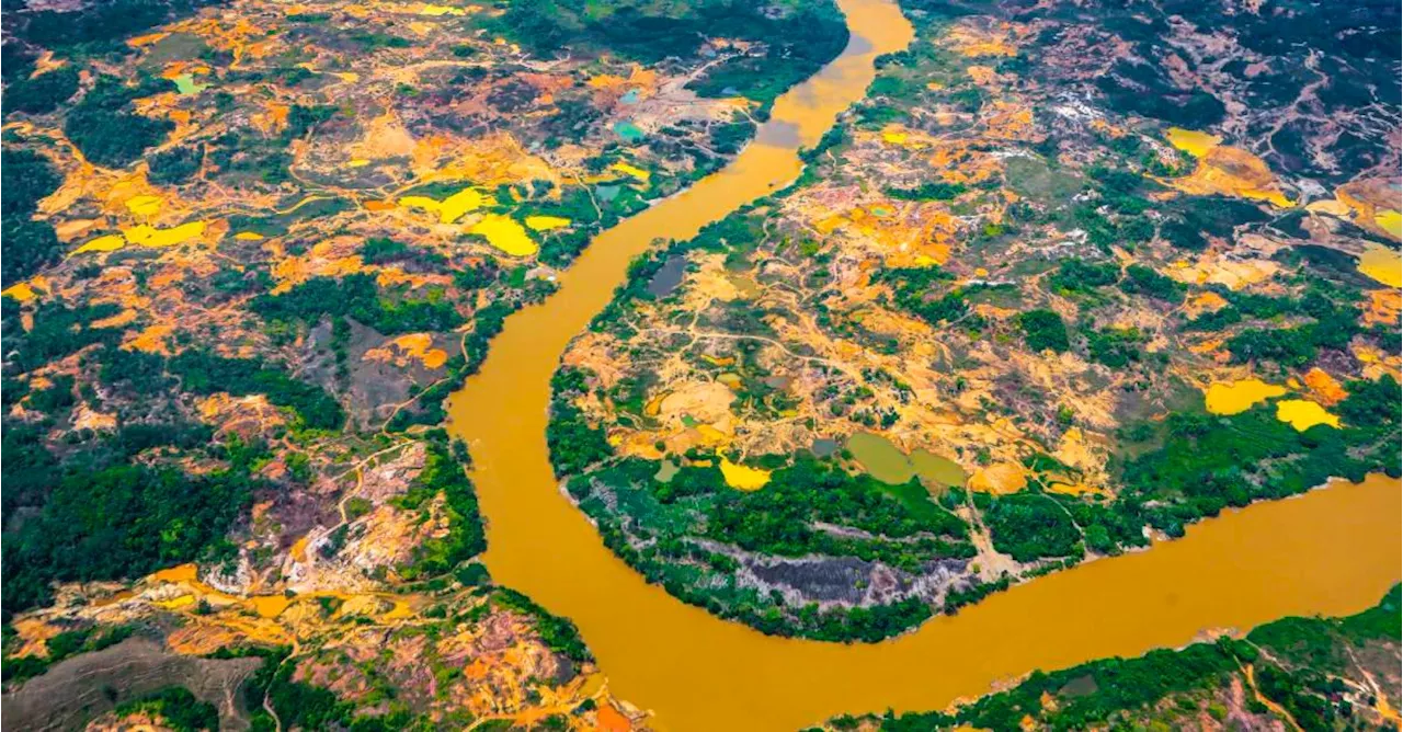 50 familias campesinas en el Bajo Cauca lograron descontaminar 30 hectáreas degradadas por la minería ilegal