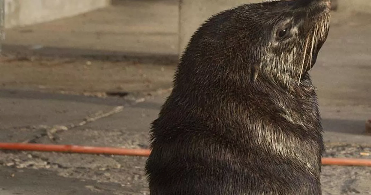 Cape Town Municipality Ensures Safety Despite Recent Rabies Outbreak Among Cape Fur Seals