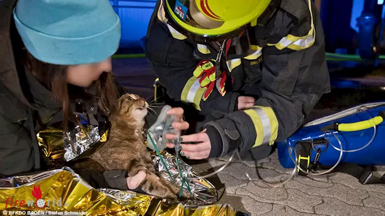 Nö: Feuerwehr rettet Katze aus Brandwohnung in Traiskirchen